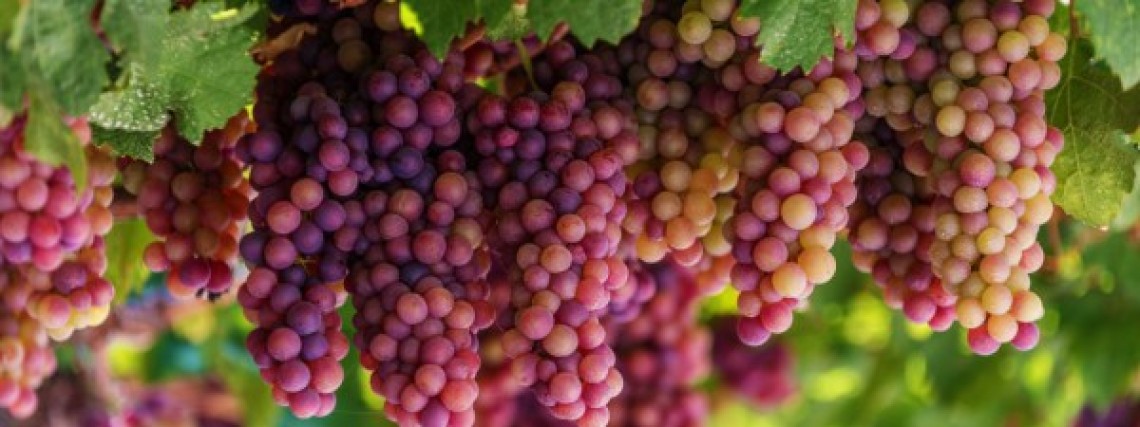 If you are tired of life, then do not bother with Greek wine!